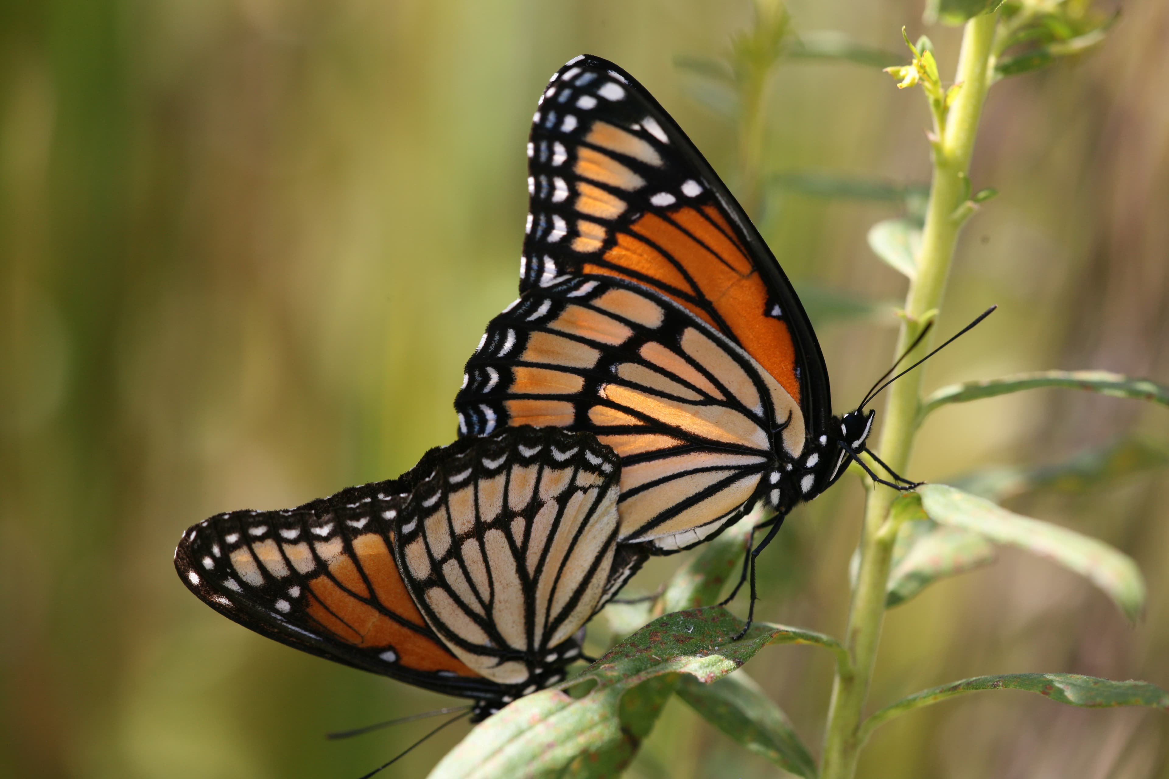 Limenitis archippus