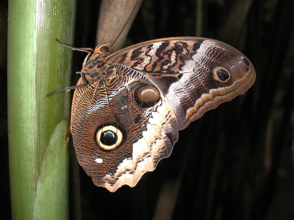 Owl Butterfly