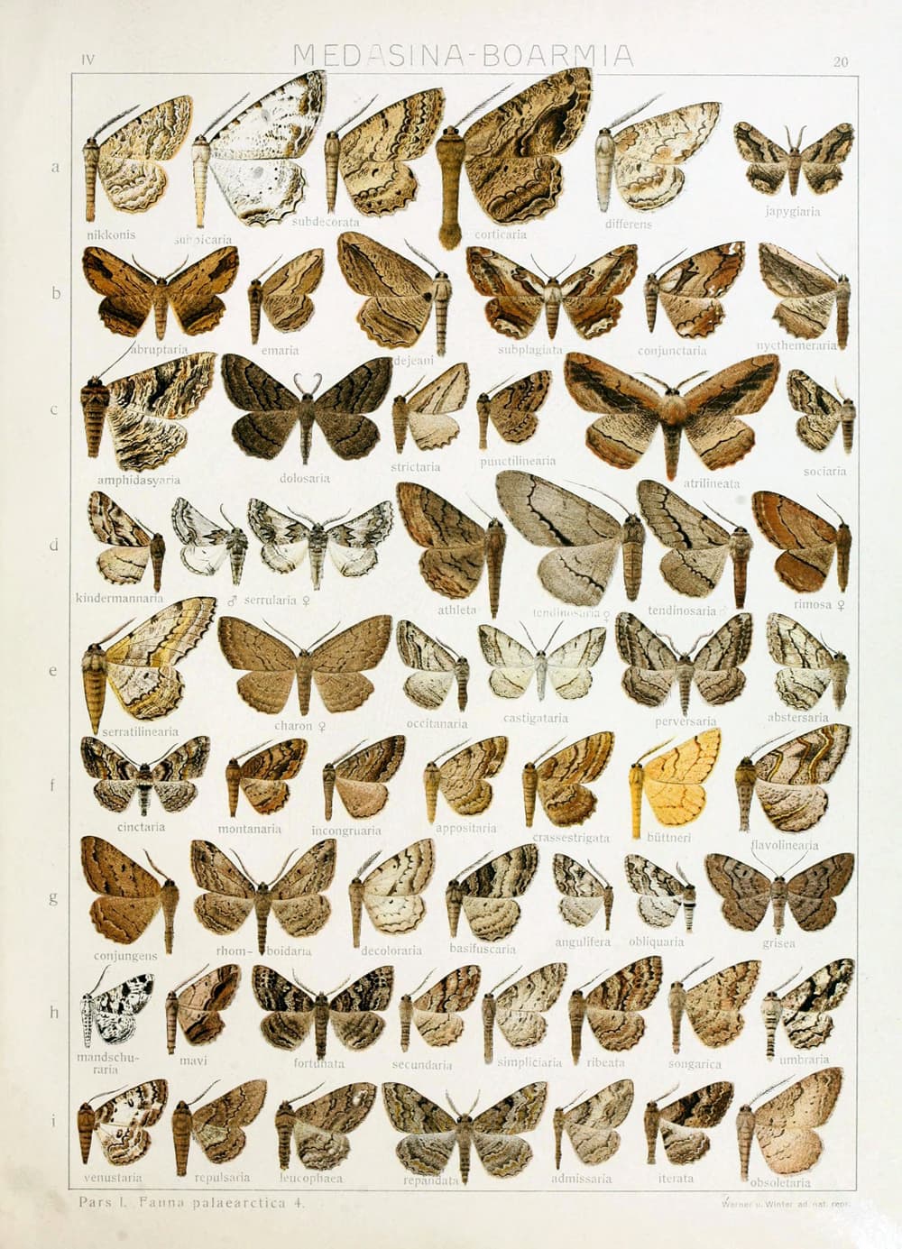 No widely recognized common name