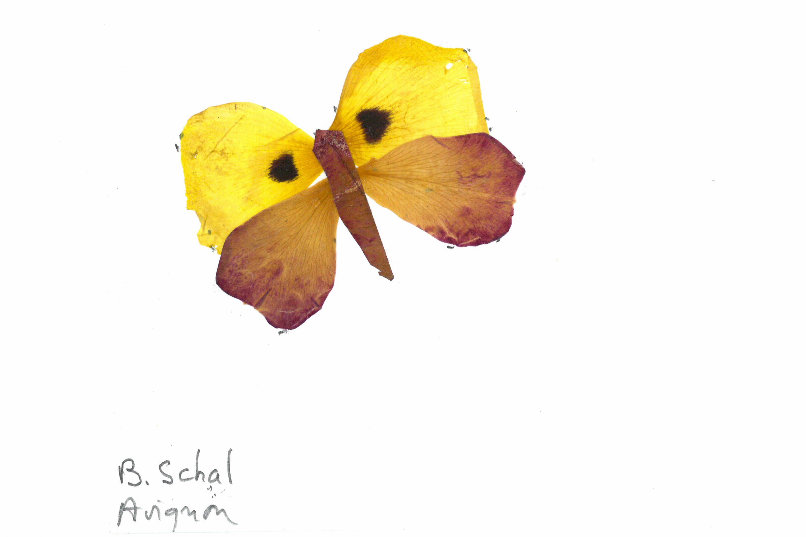 Rose Petal Butterfly Art