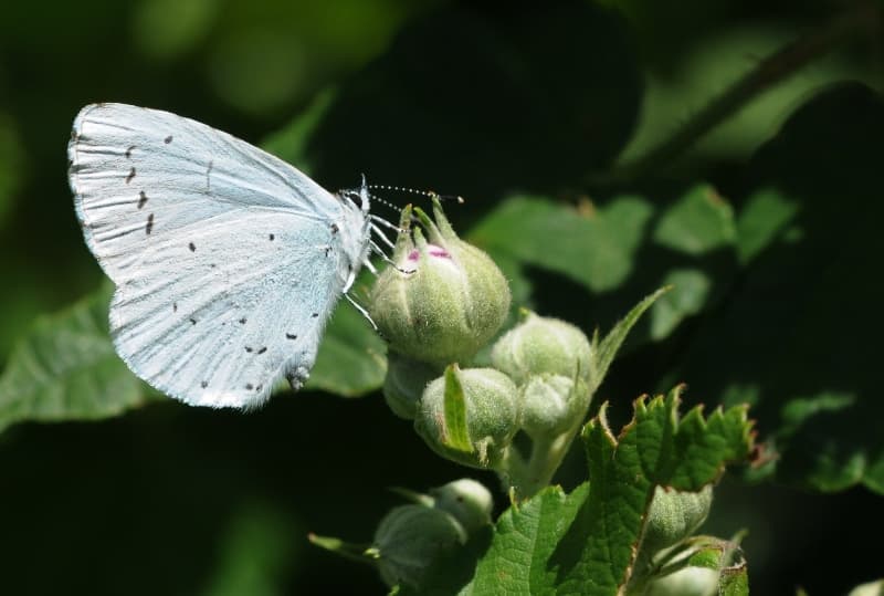 Celastrina argiolus