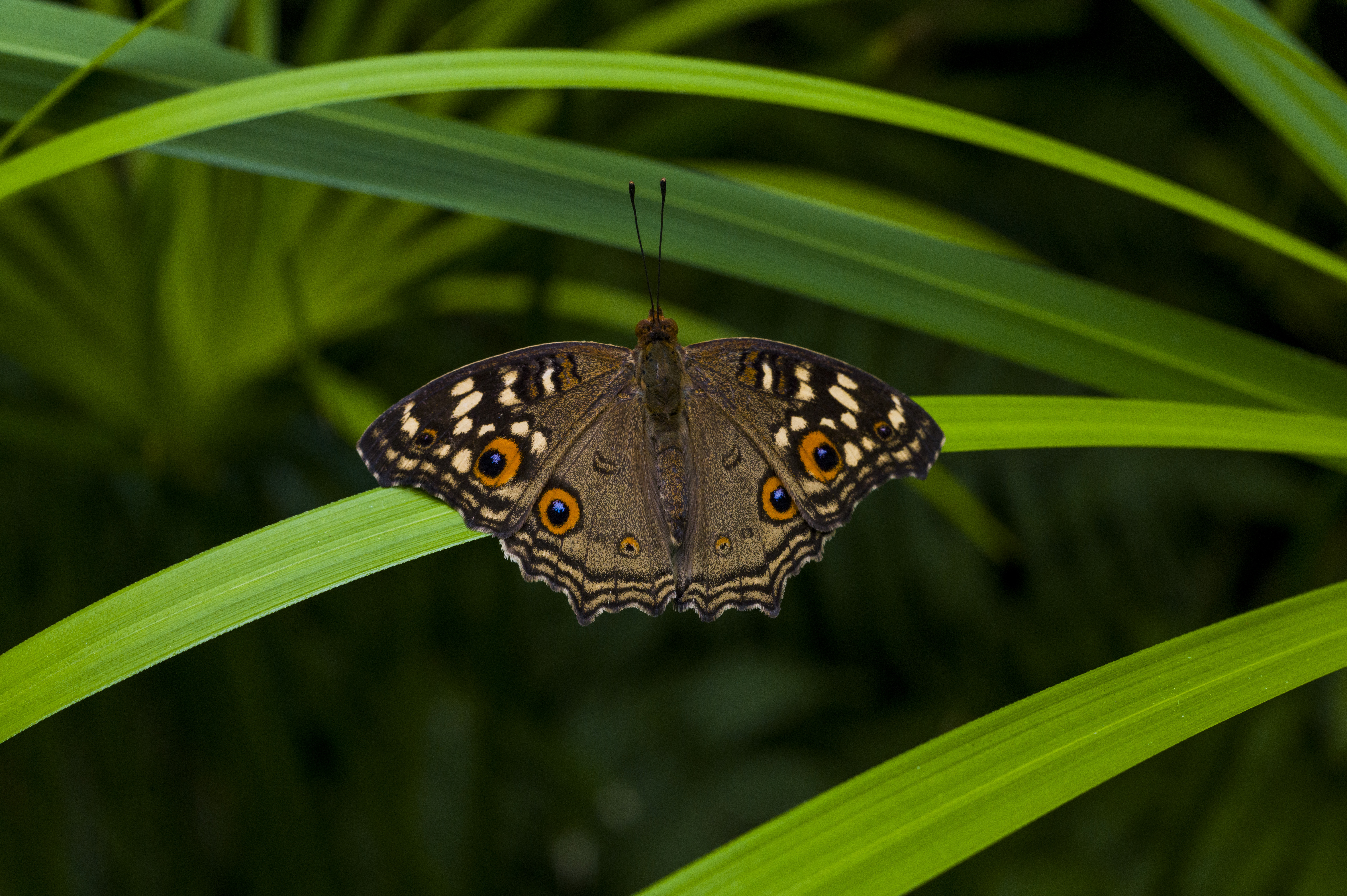Junonia lemonias