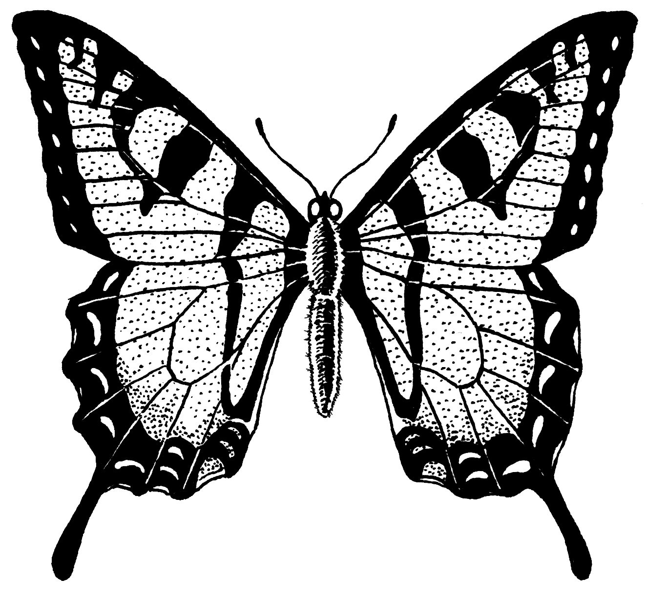 Eastern Tiger Swallowtail