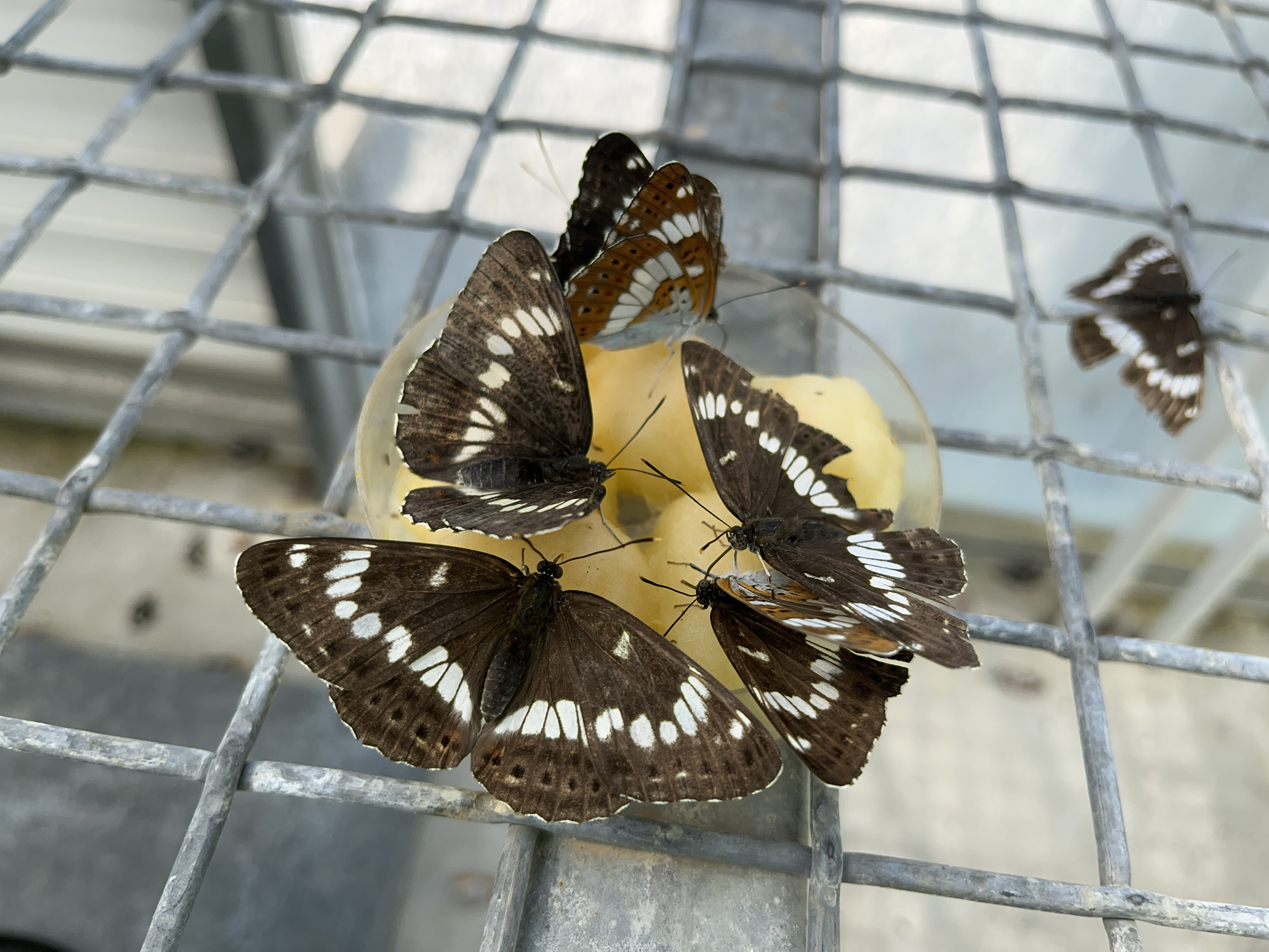 Honshu White Admiral