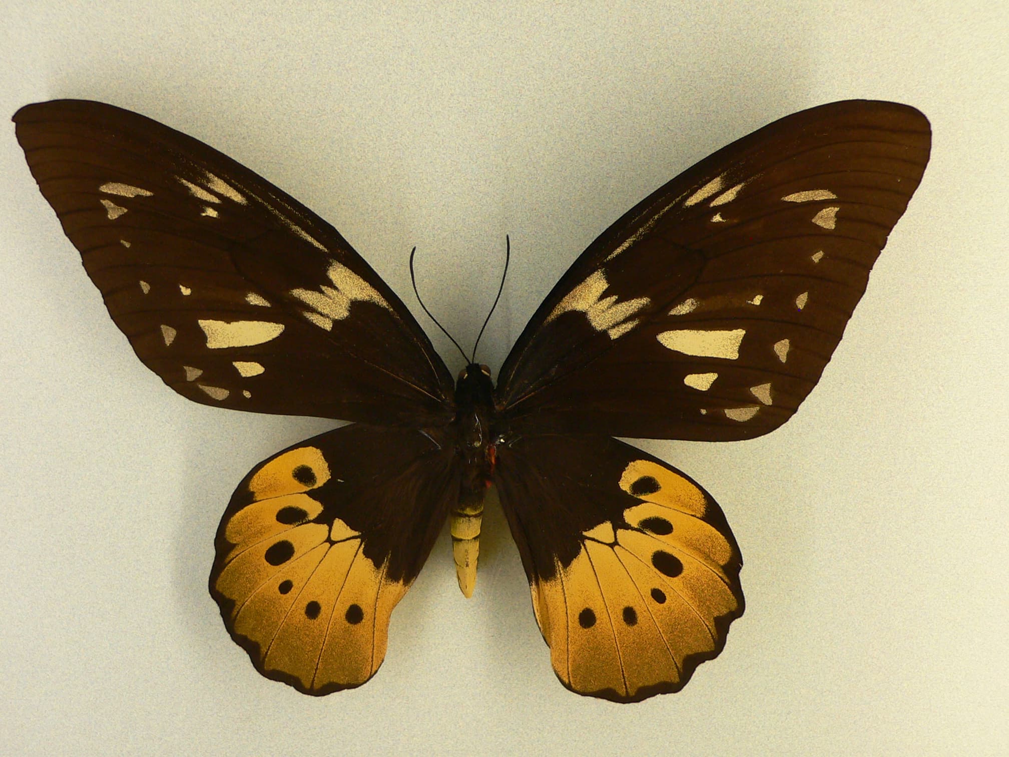 Ornithoptera goliath