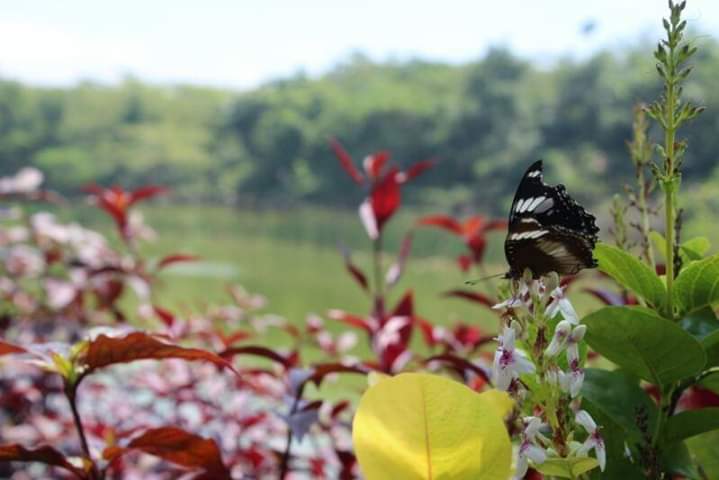 Great Eggfly