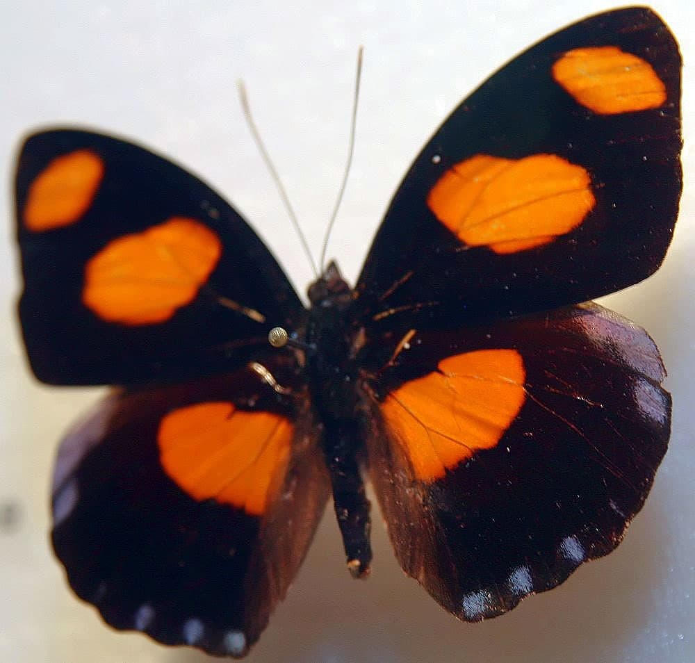 Catonephele numilia Cramer, 1779