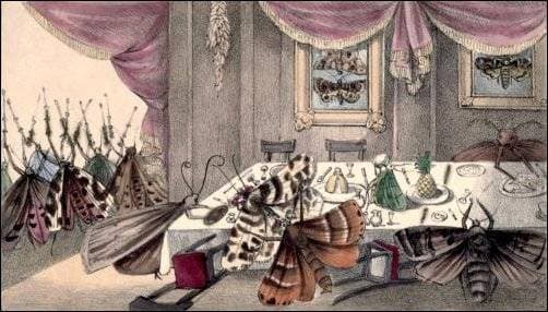 Various Moths (Illustration)