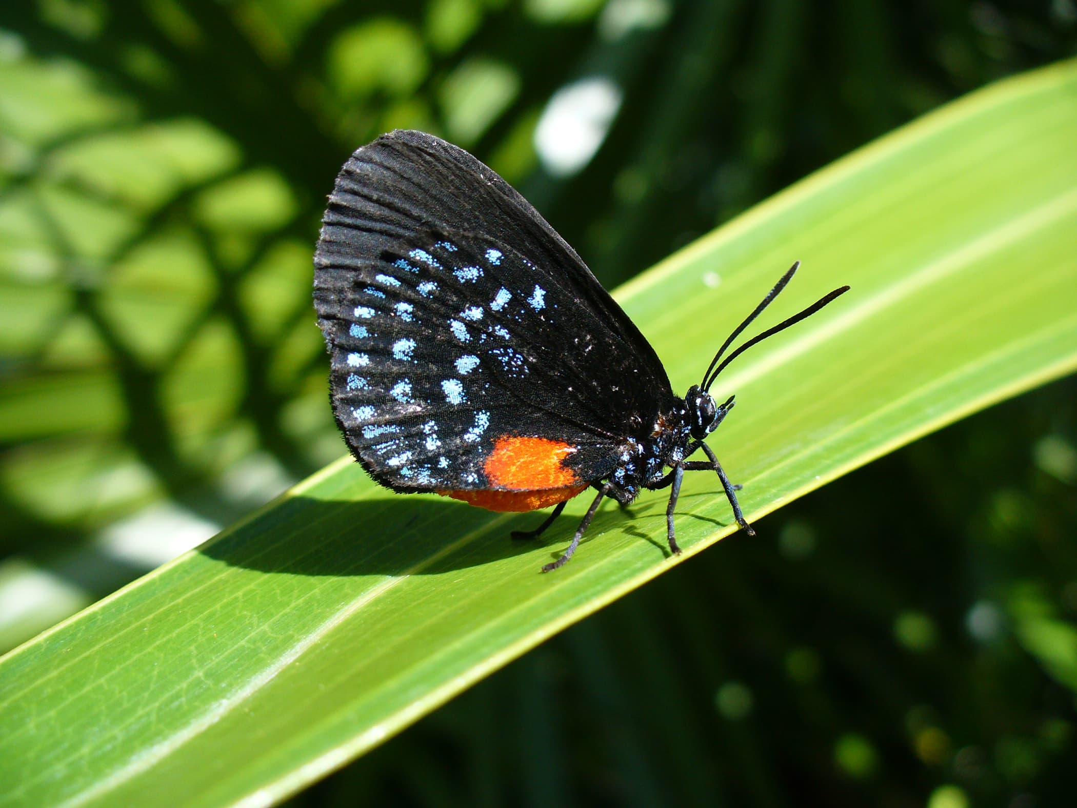 Eumaeus atala