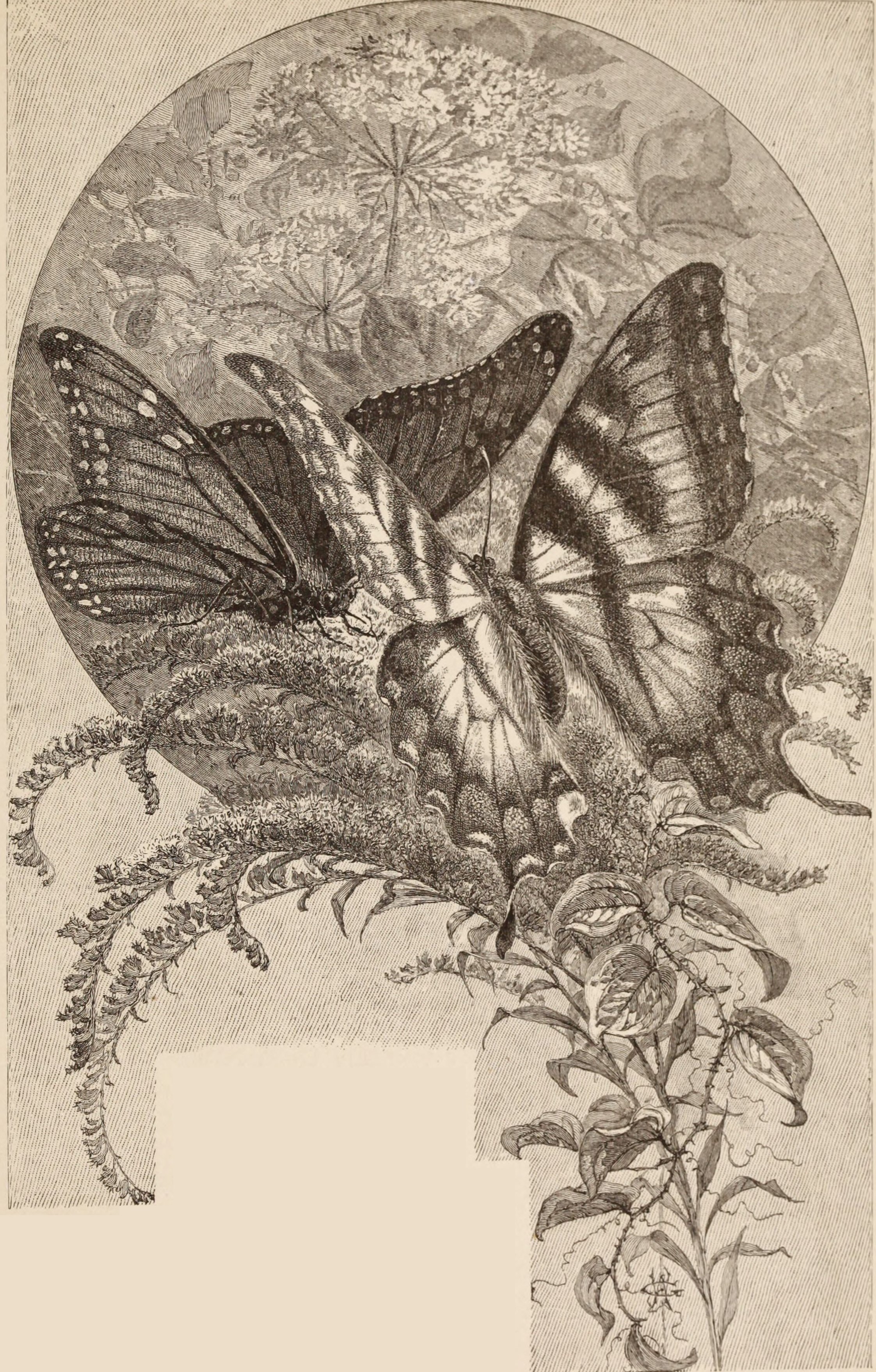 Eastern Tiger Swallowtail