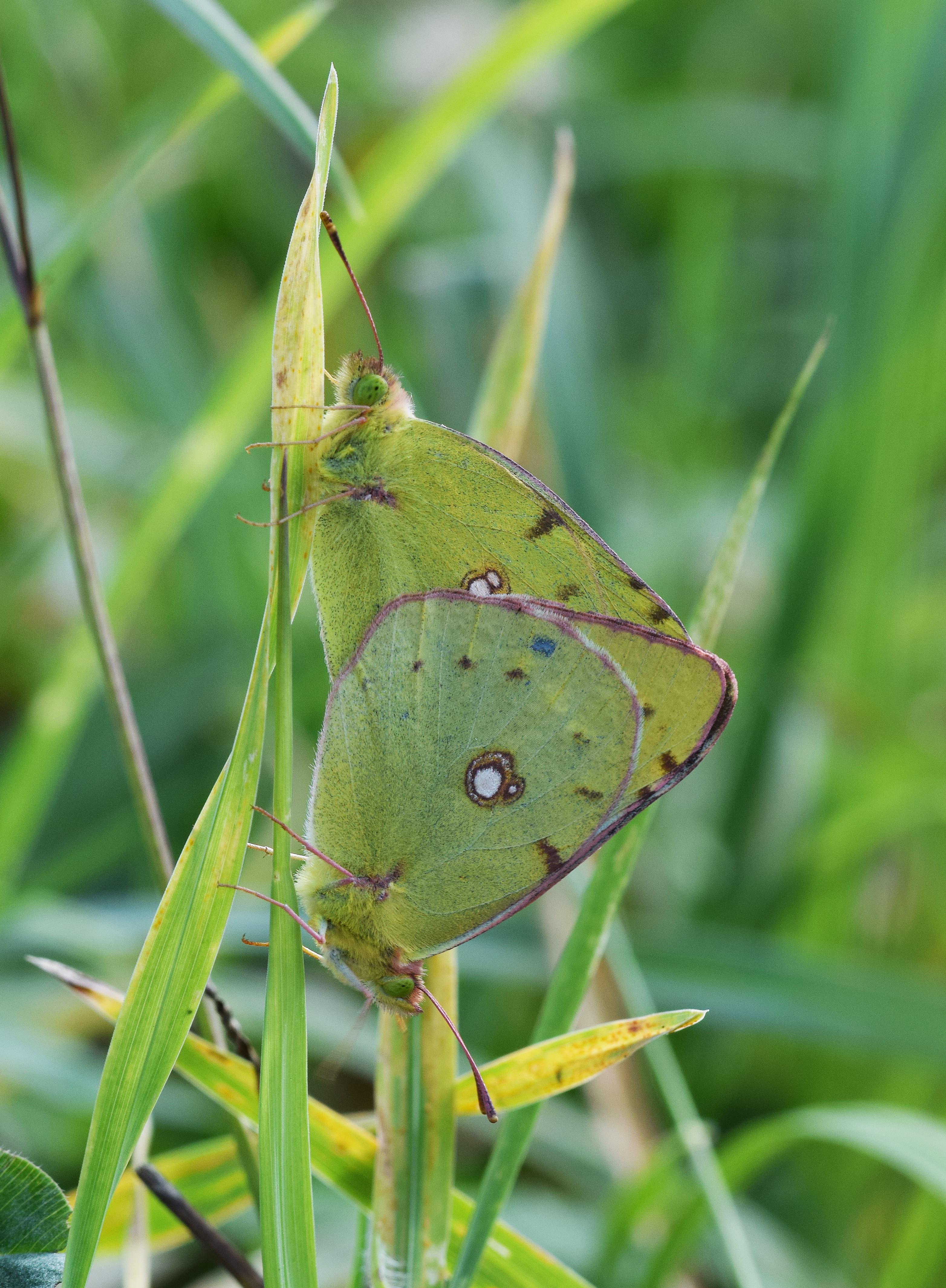 Colias croceus