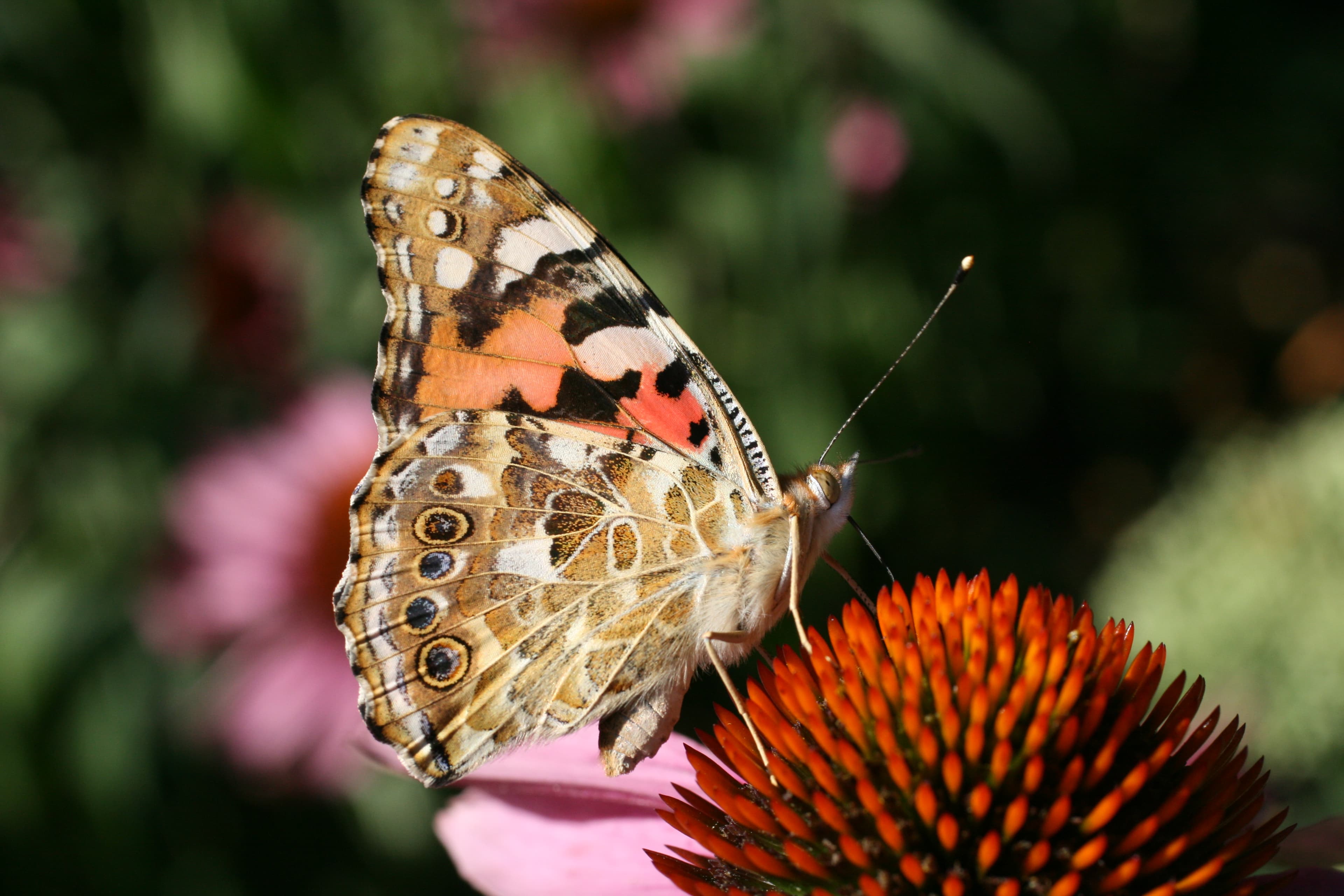 Vanessa cardui