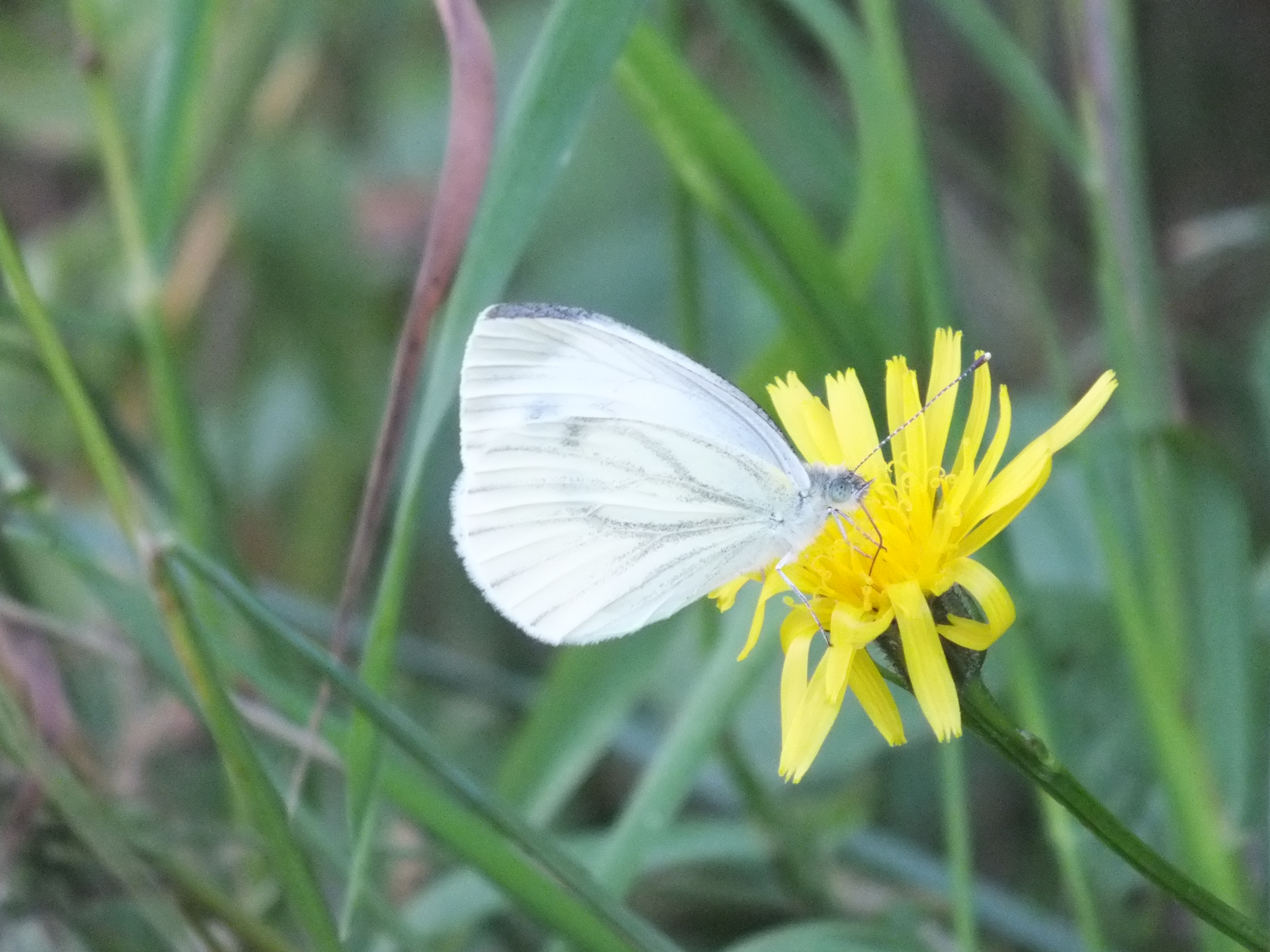 Green-veined White