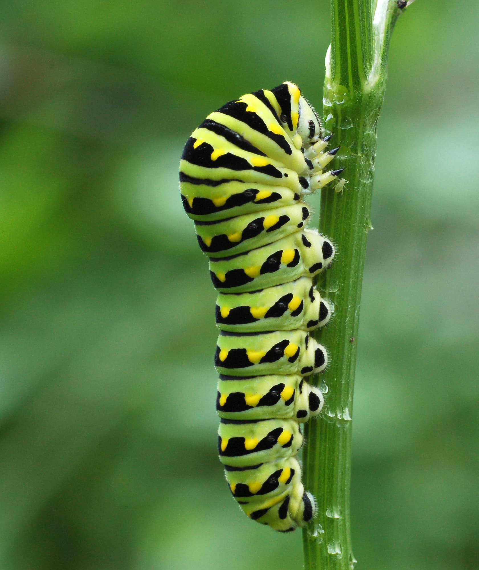 Papilio polyxenes