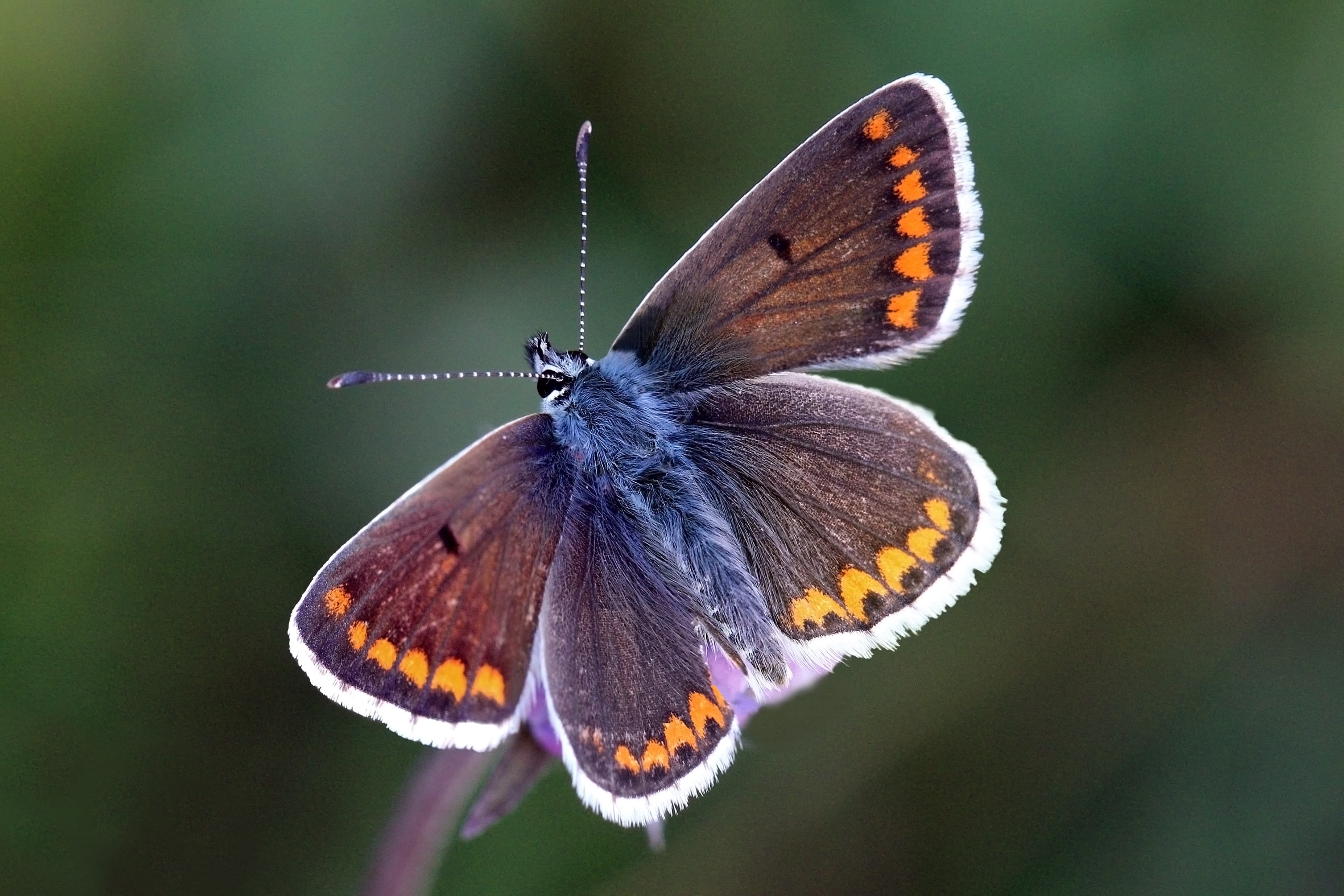 Aricia agestis
