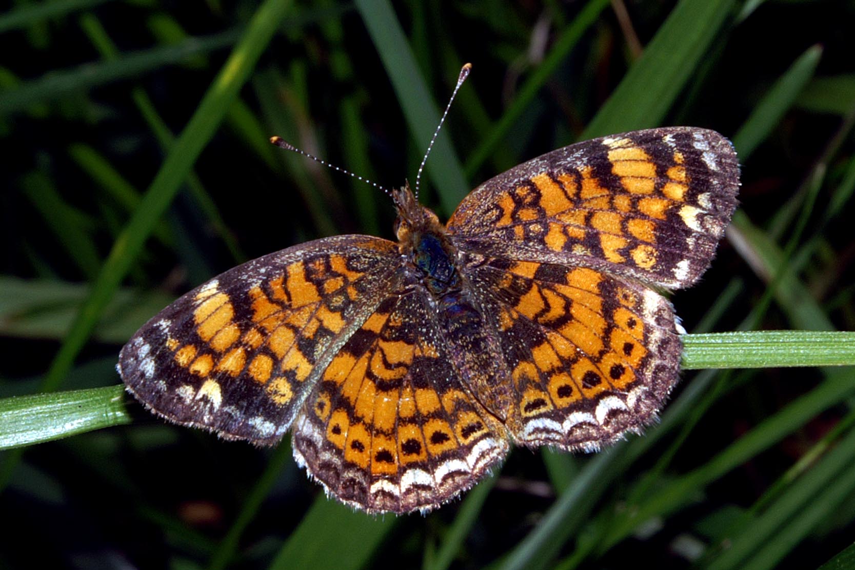 Pearl Crescent
