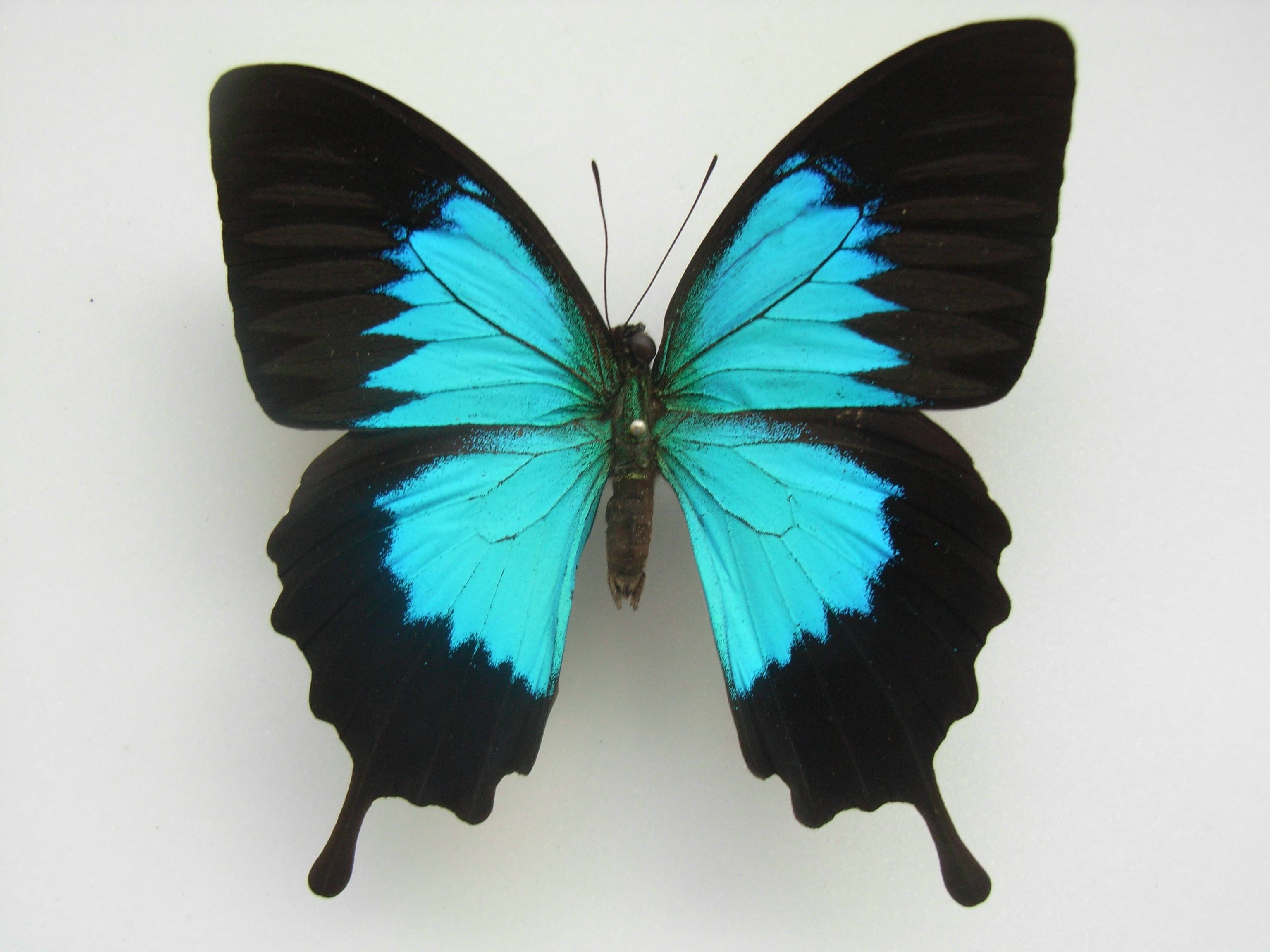 Ulysses Butterfly