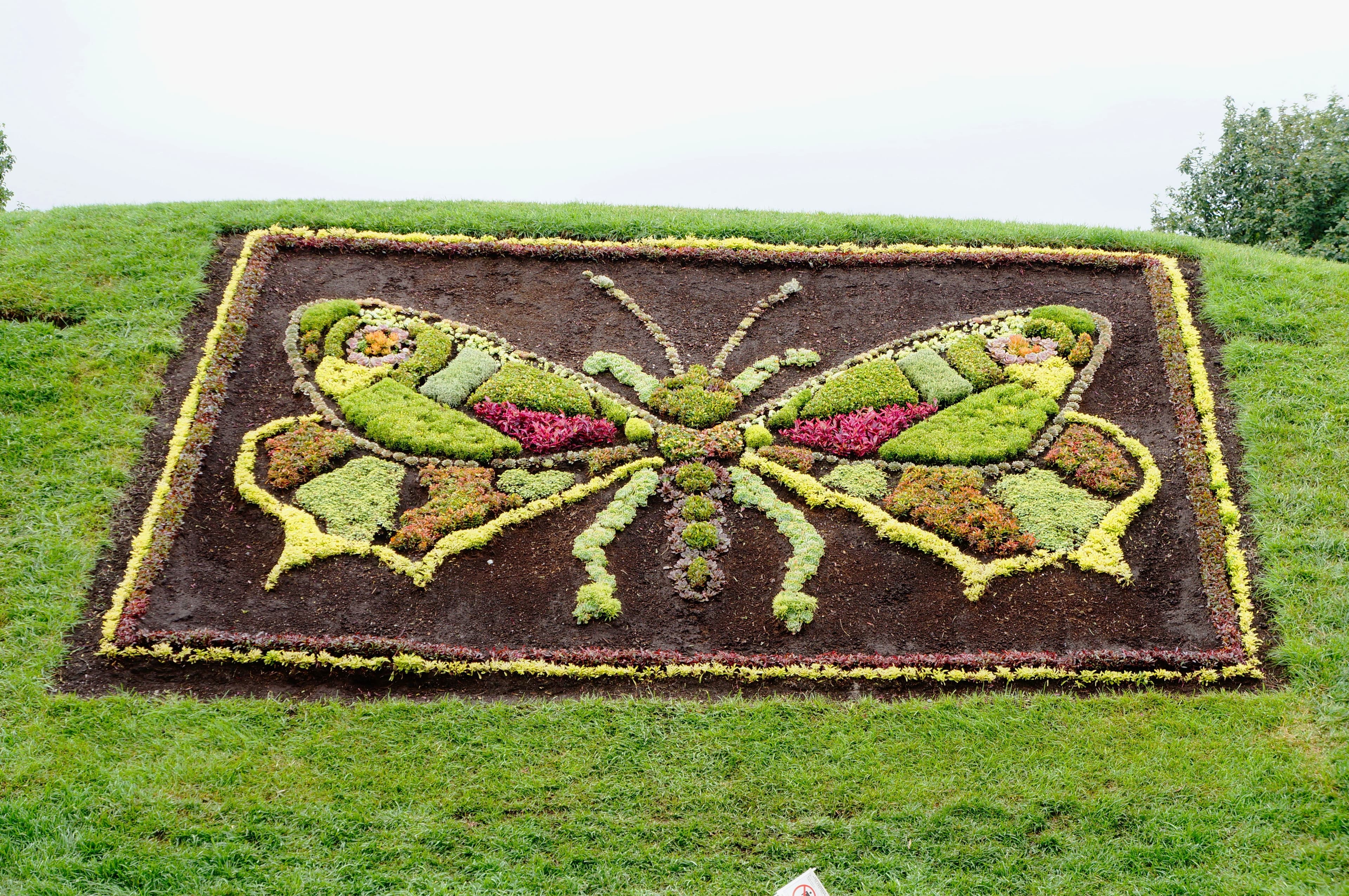 Horticultural Butterfly Display