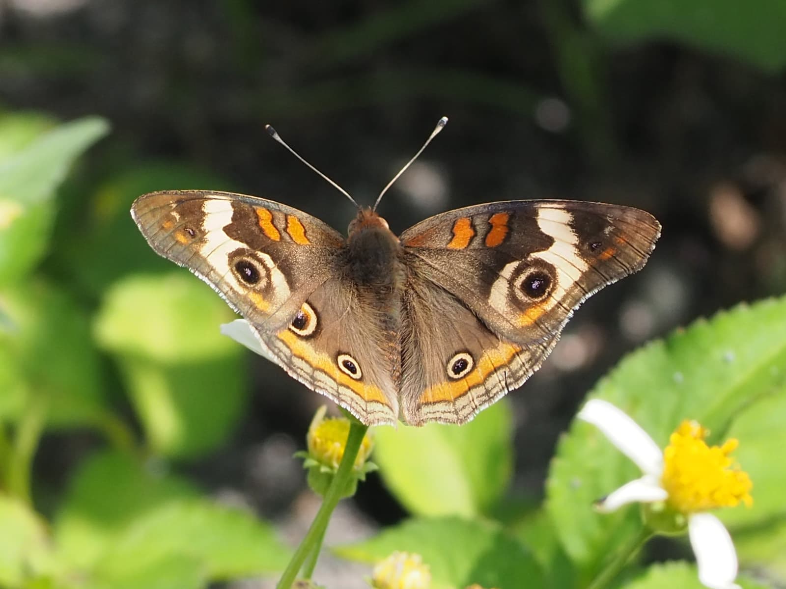 Junonia coenia