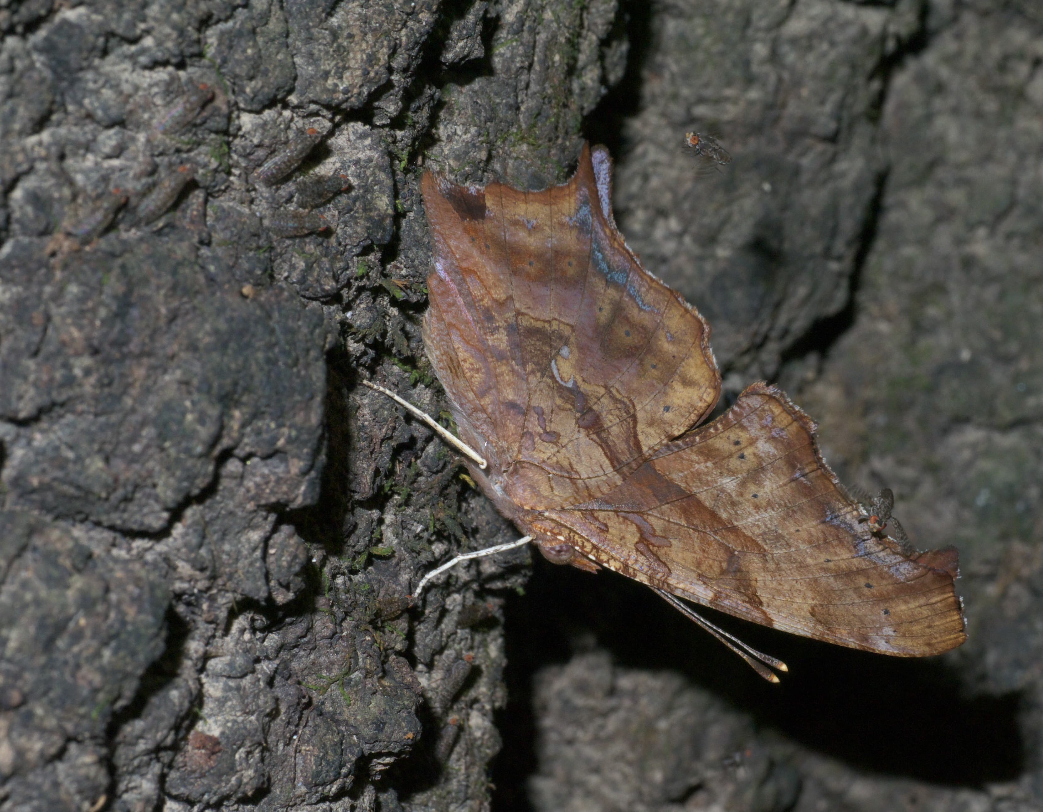 Polygonia interrogationis