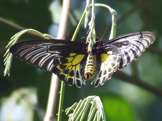 Troides minos