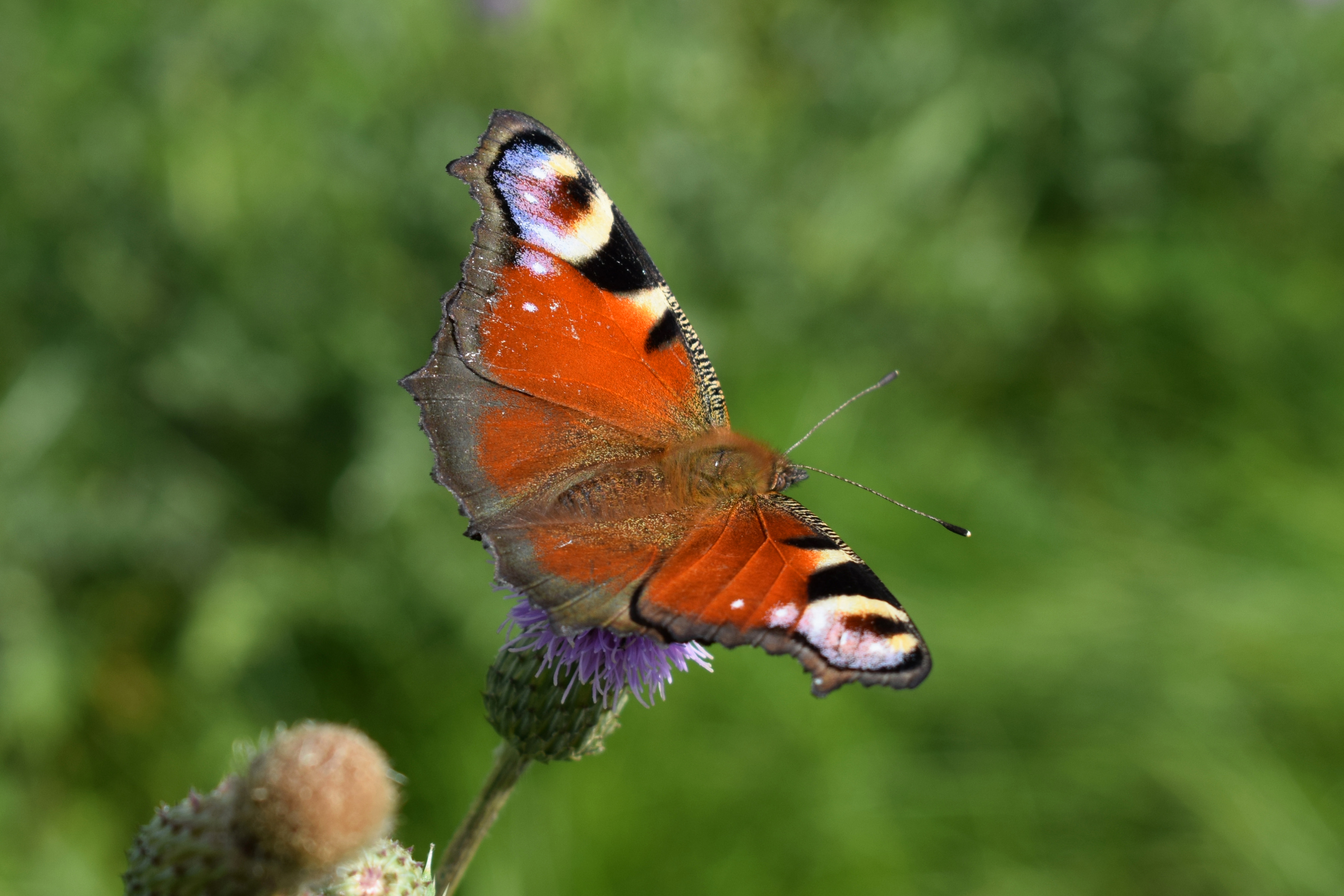 European Peacock Butterfly