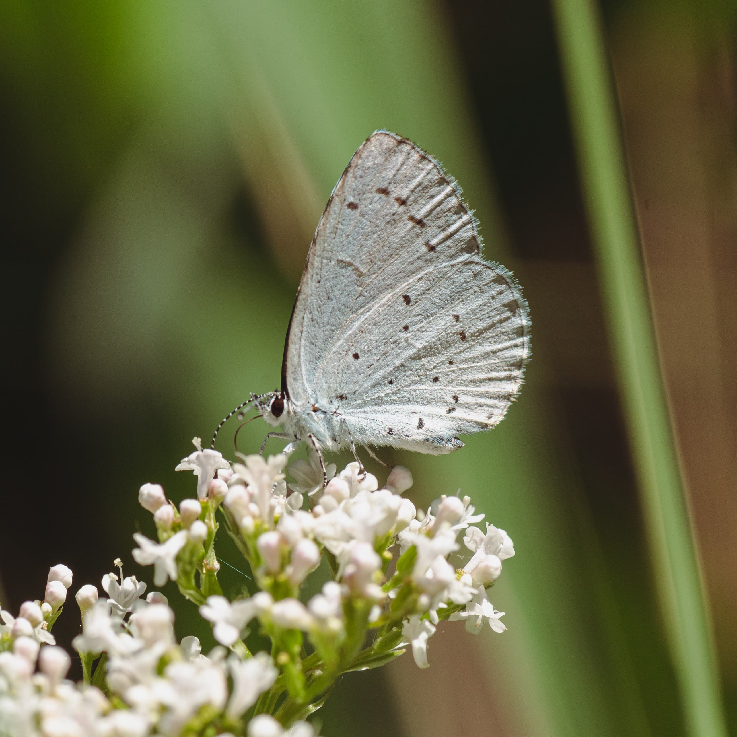 Celastrina argiolus