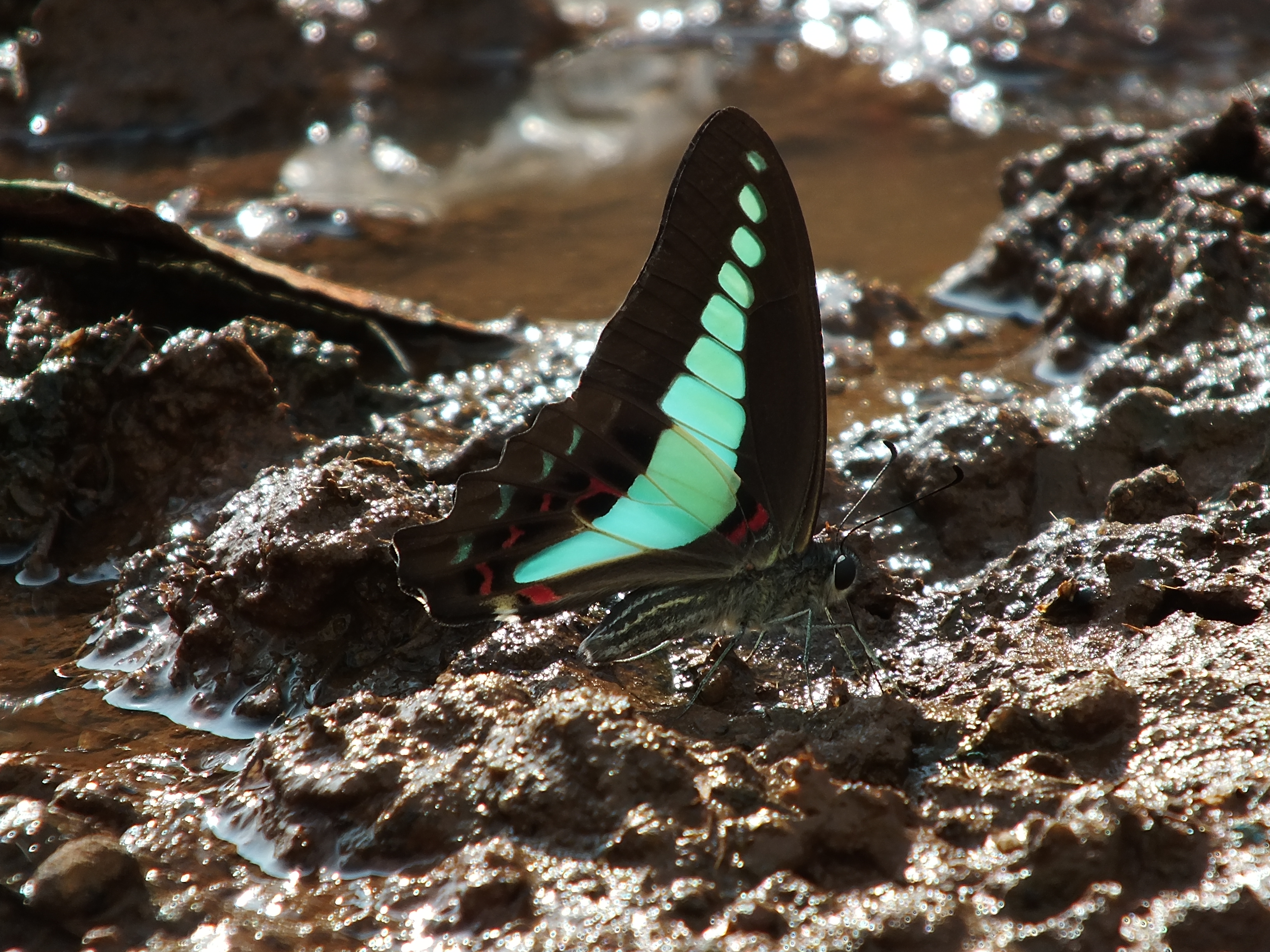 Graphium sarpedon