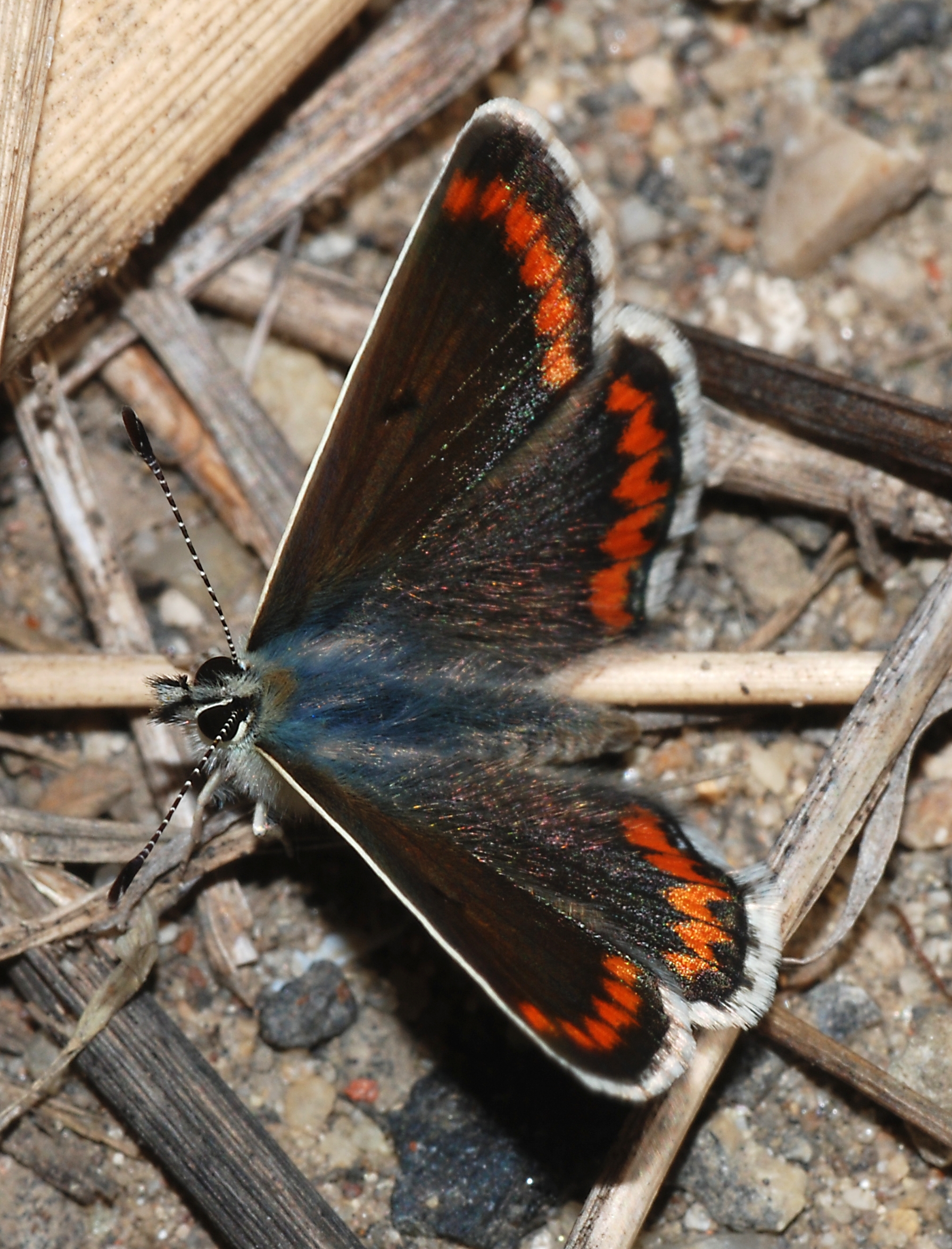 Coral Hairstreak