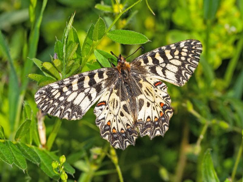 Southern Festoon