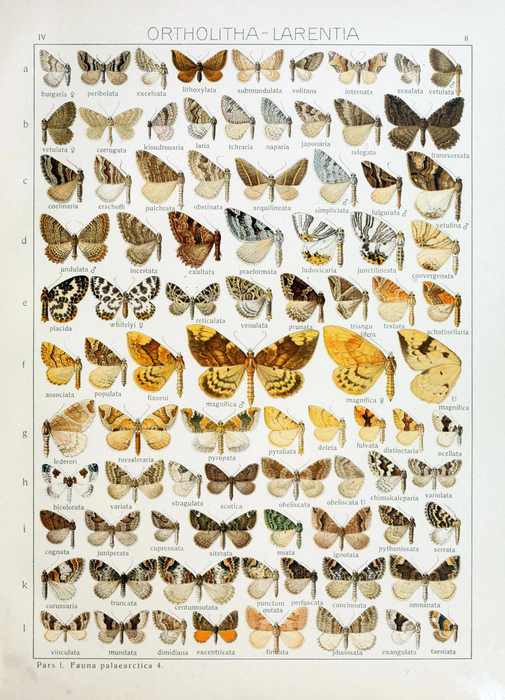 Magnificent Carpet Moth