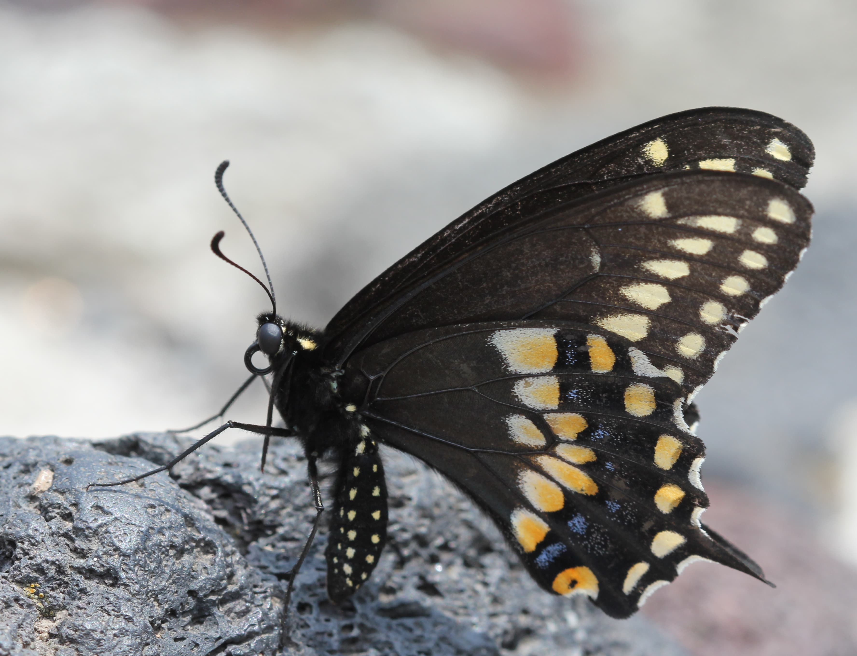 Papilio polyxenes