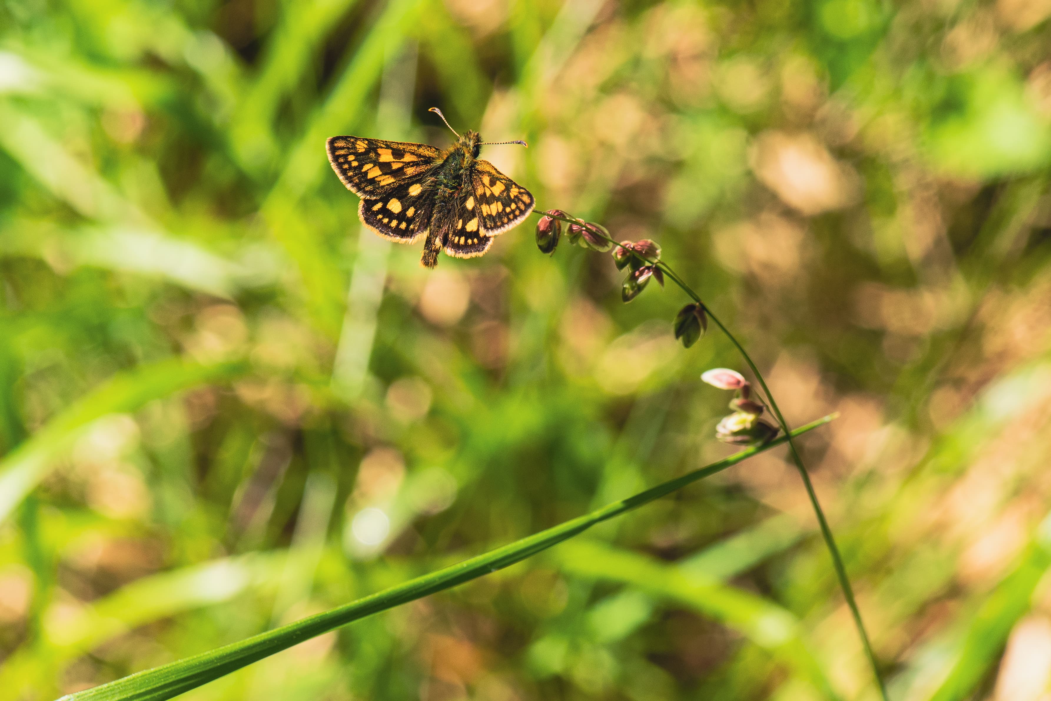 Chequered Skipper