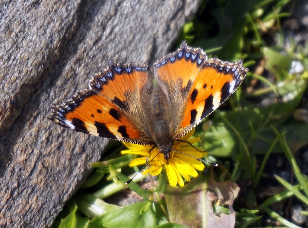 Small Tortoiseshell