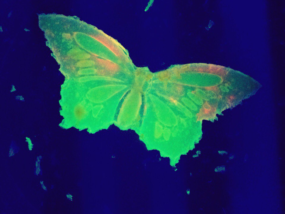 Bacterial Art Butterfly