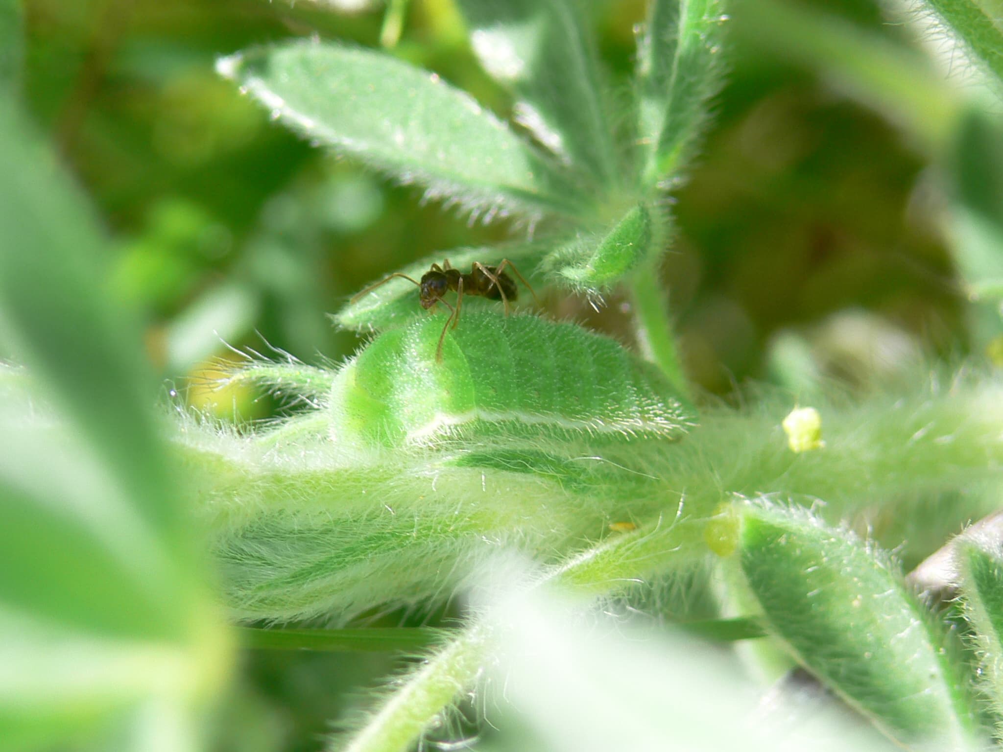 Icaricia icarioides missionensis