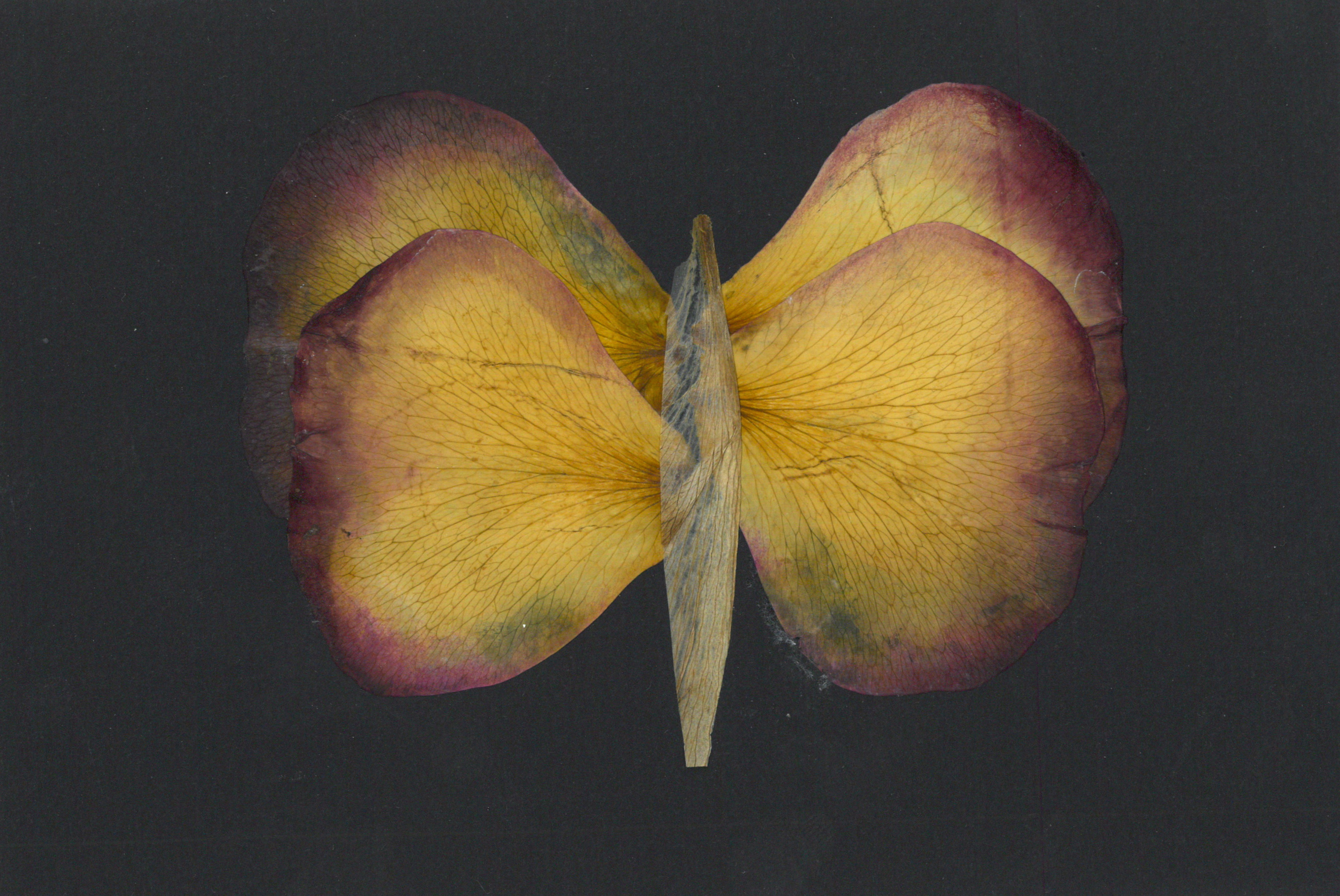 Petalography Butterfly Art