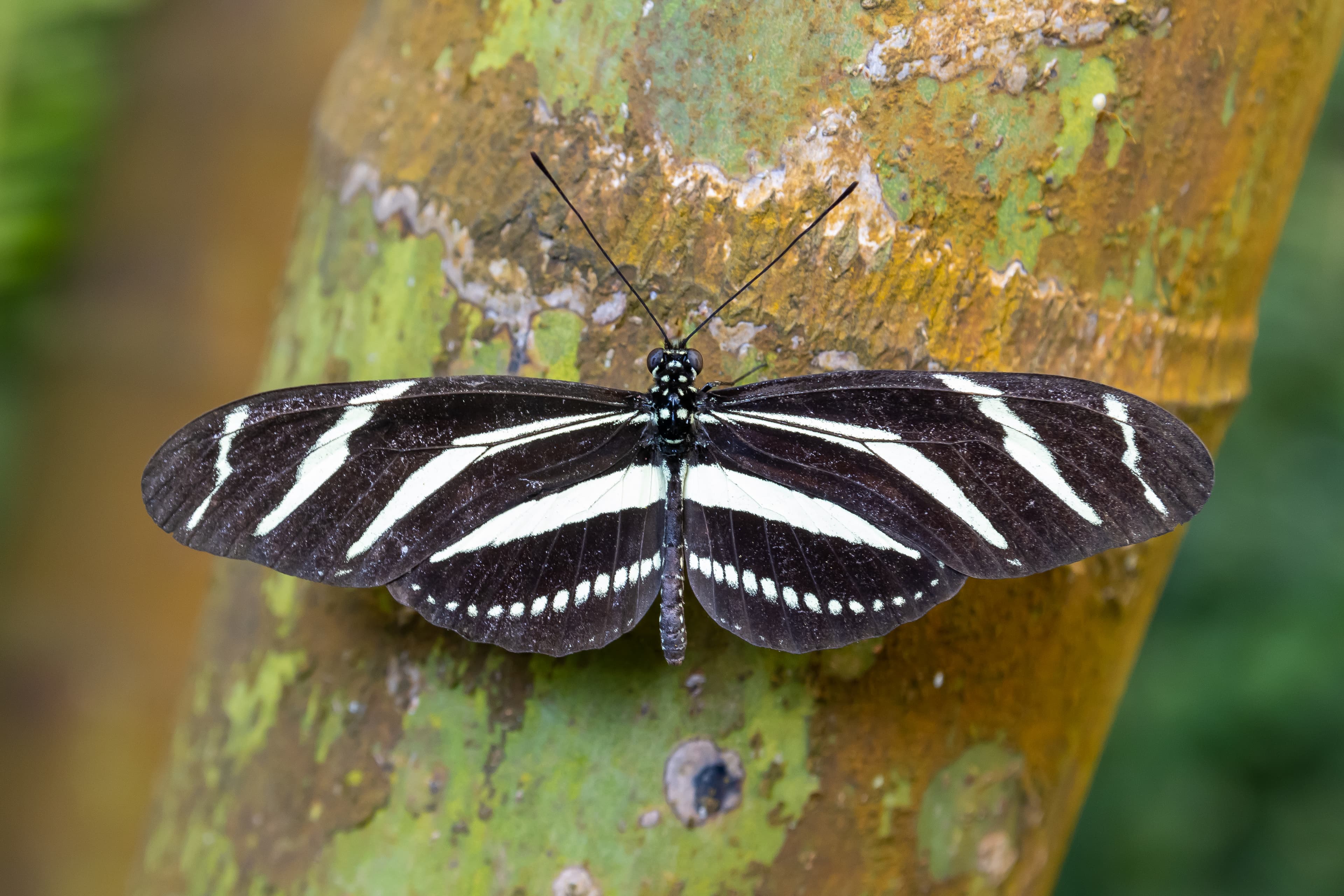 Heliconius charithonia