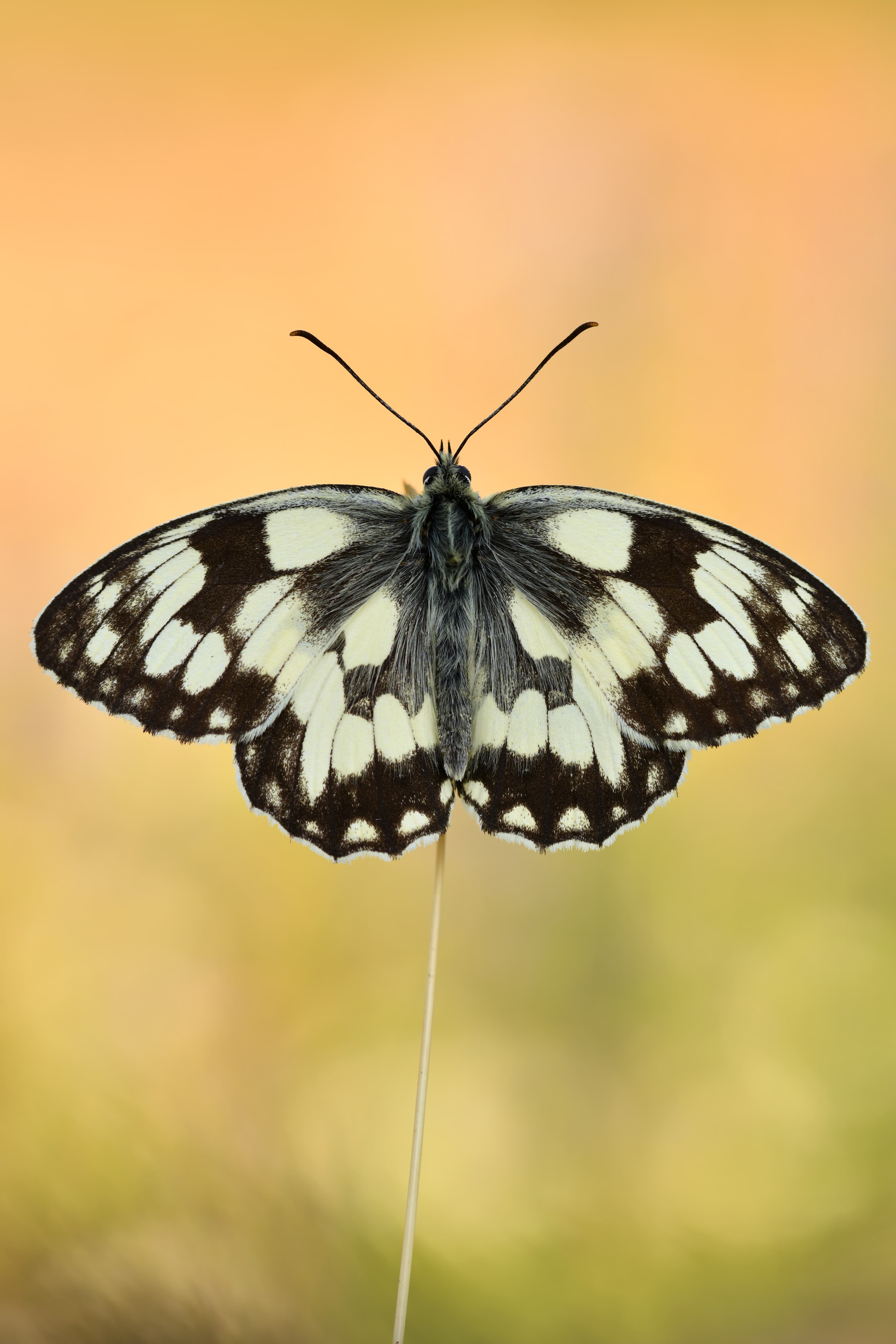 Melanargia galathea