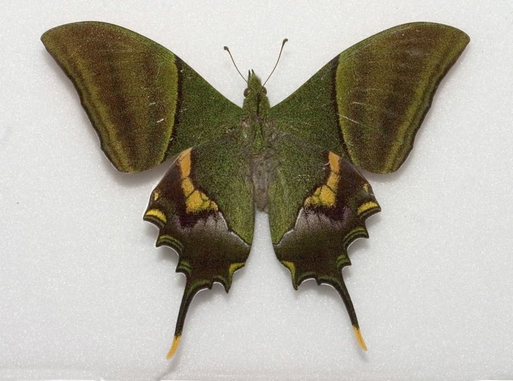 Teinopalpus imperialis