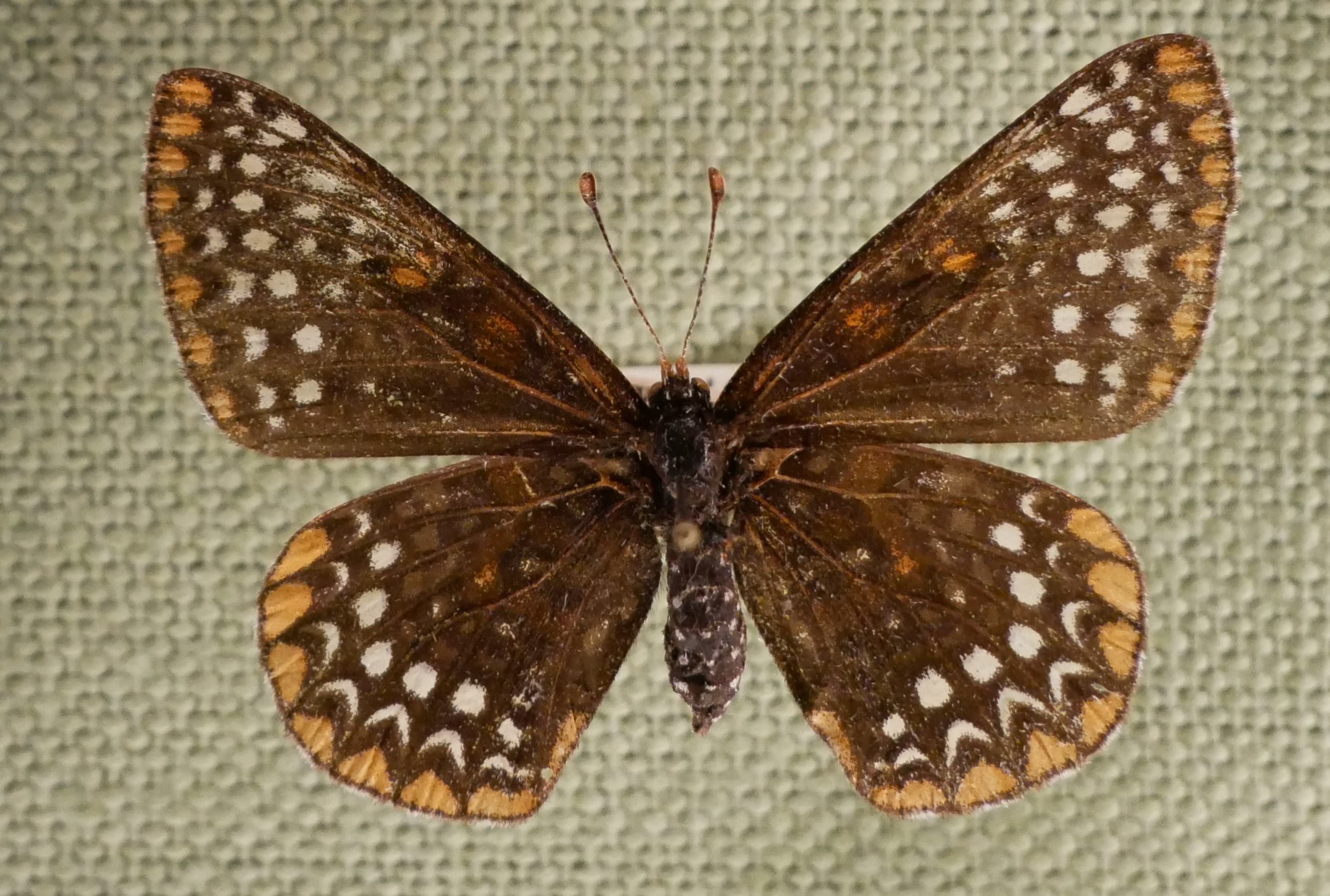 Euphydryas phaeton