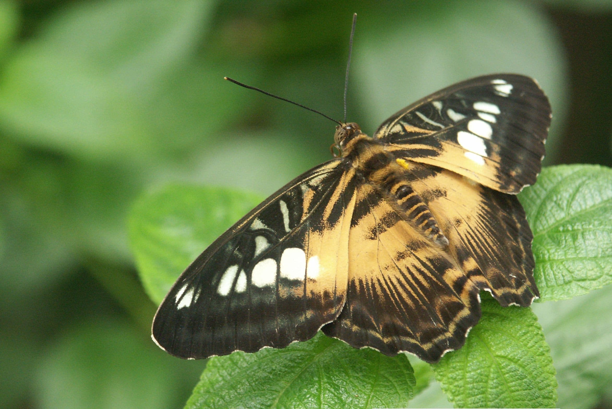 Parthenos sylvia philippensis
