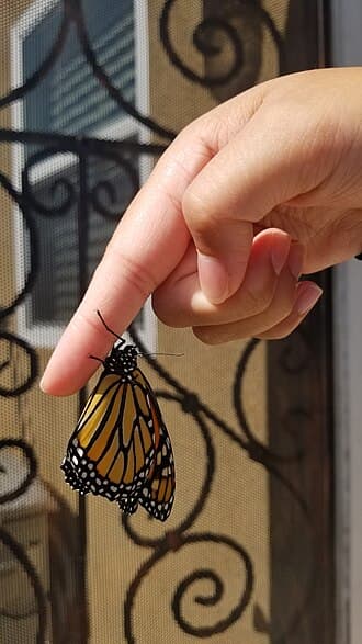 Monarch Butterfly