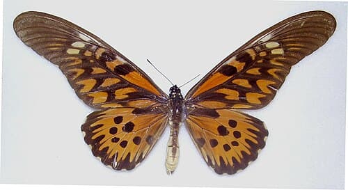 Papilio antimachus