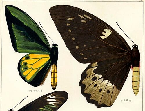 Ornithoptera goliath
