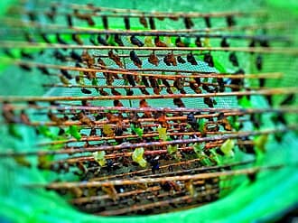 Various butterfly/moth pupae