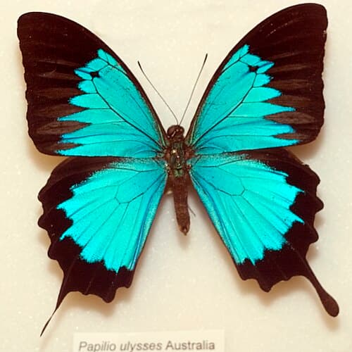 Papilio ulysses