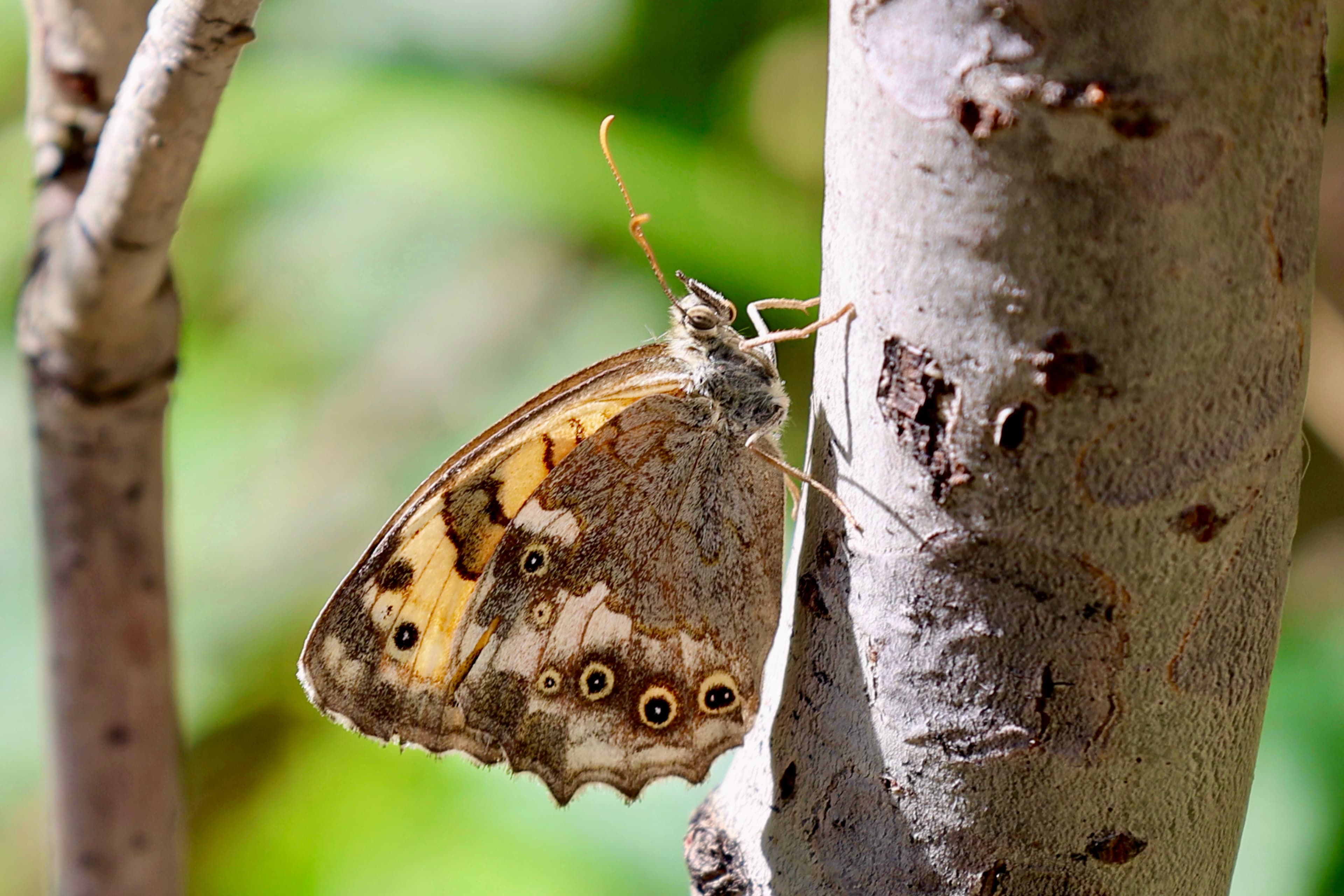 Eversmann's Speckled-eye