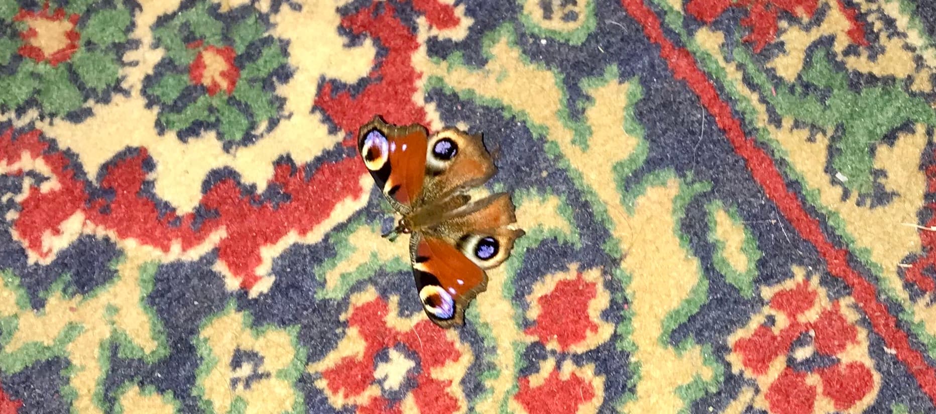 European Peacock