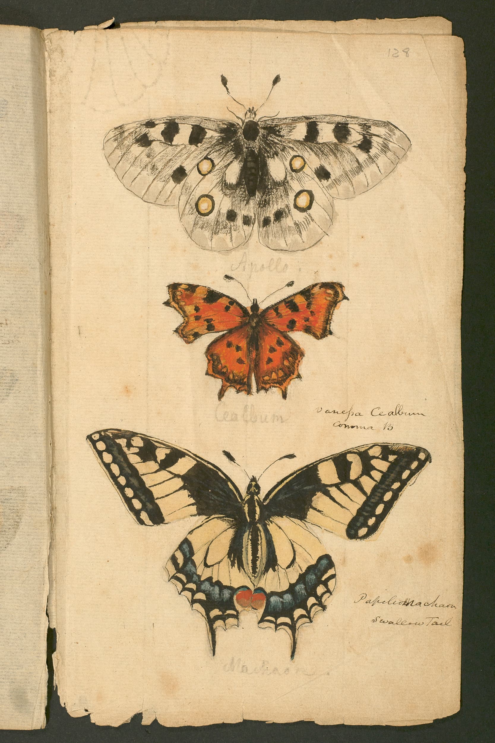 Comma Butterfly
